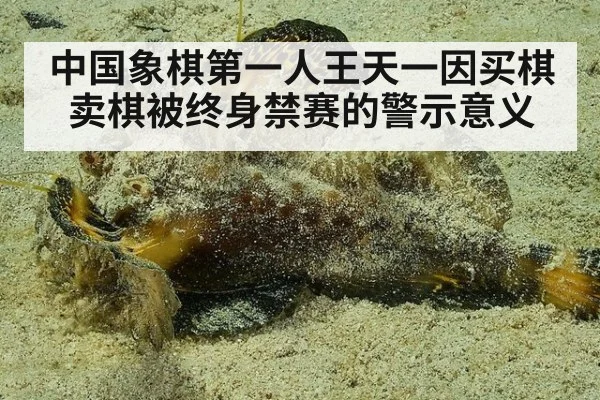 中国象棋第一人王天一因买棋卖棋被终身禁赛的警示意义